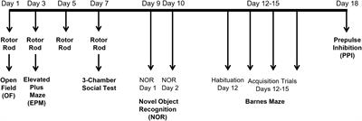 Sex- and age-dependent contribution of System xc– to cognitive, sensory, and social behaviors revealed by comprehensive behavioral analyses of System xc– null mice